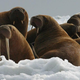 Walruses